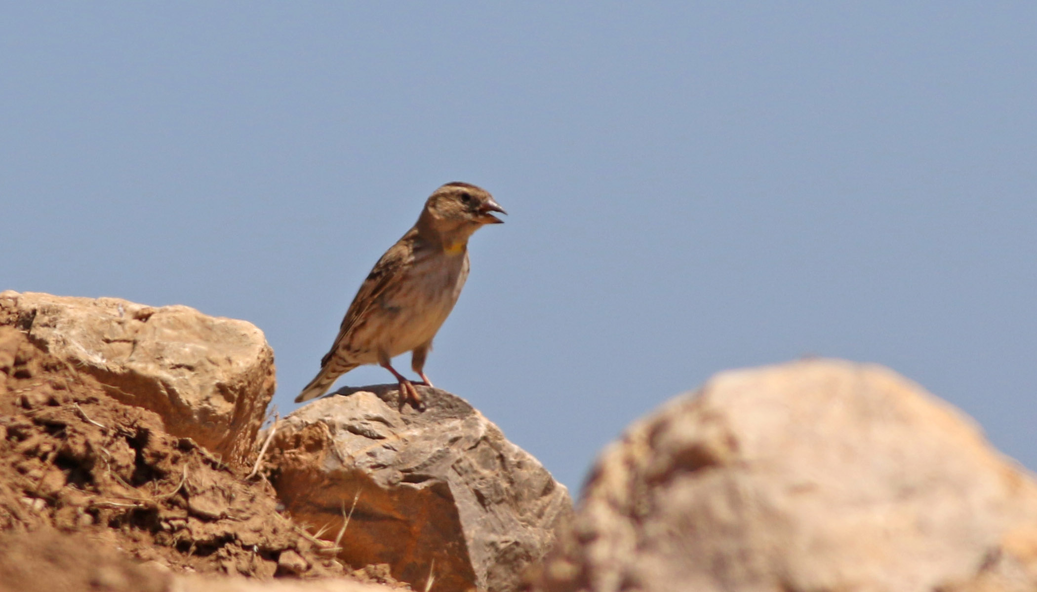 Rock Sparrow
